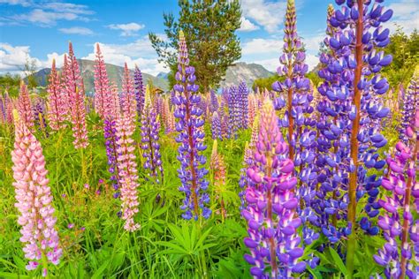Wildflower .
